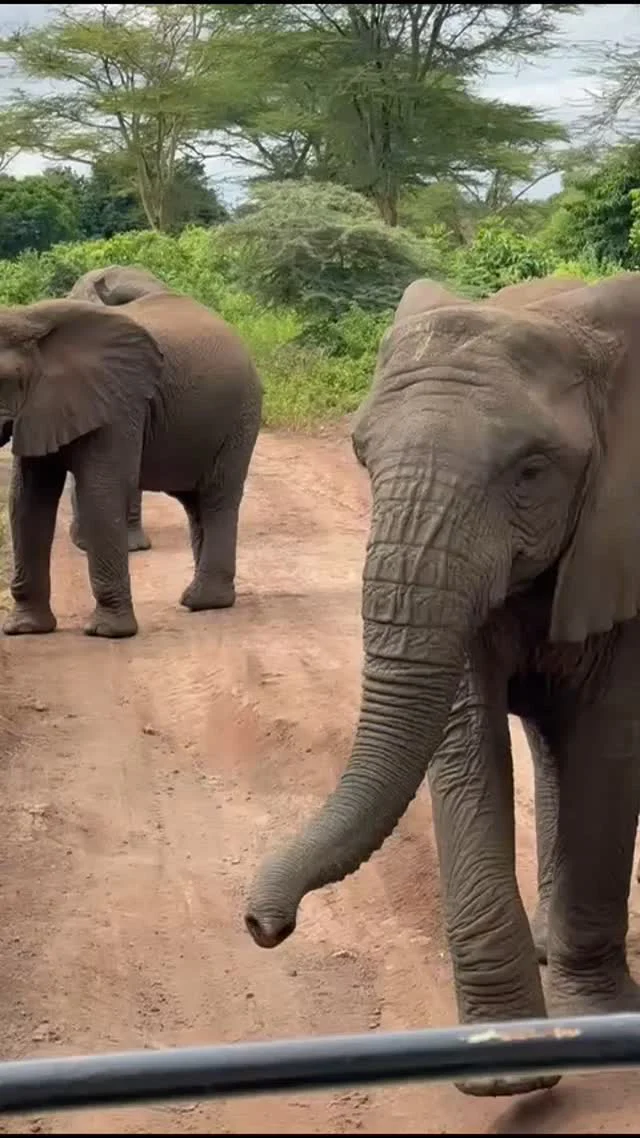 Closer to these gentle giants is not possible 🐘🤎

#elephantlovers #safari #tanzania #closeencounters #wildlifeshots